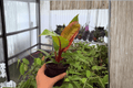 Philodendron Prince of Orange - 2 Bare-Root Live Plants, 4-Inch Pot Size