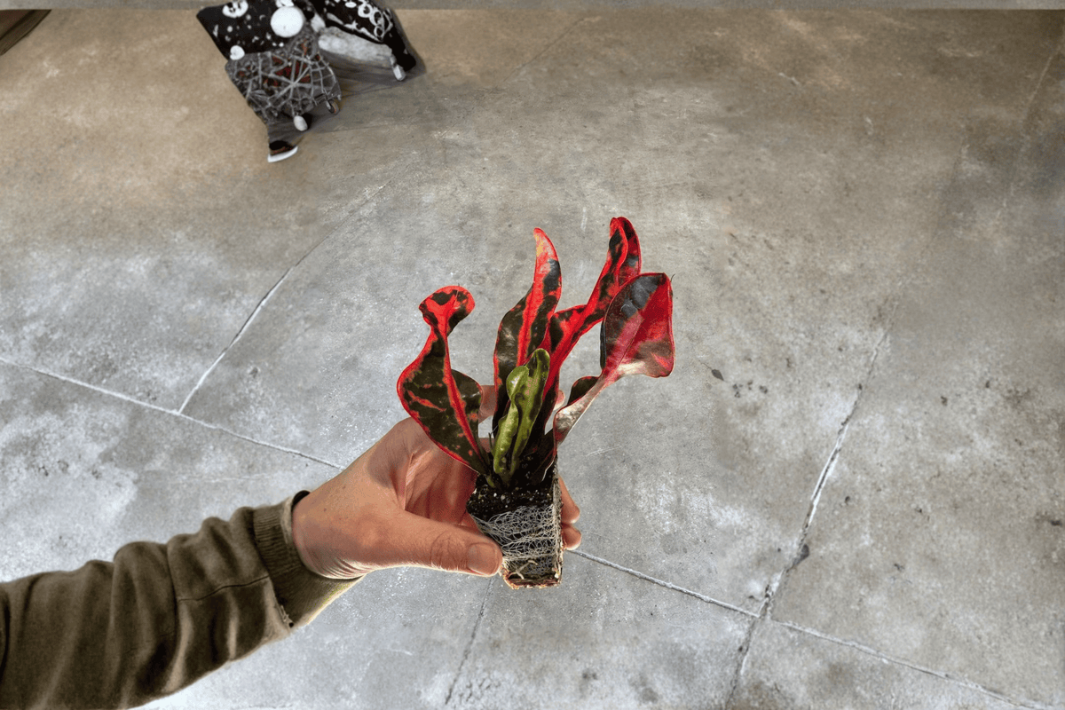 Mammy Croton Starter Plants (Codiaeum variegatum 'Mammy') – 2 Bare Root