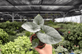 Alocasia Reginae Live Plants – 4-Inch Pots (2-Pack) Exact Pictured