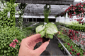 Syngonium Moonshine Starter Plants (2) in Soil Pods | Syngonium podophyllum