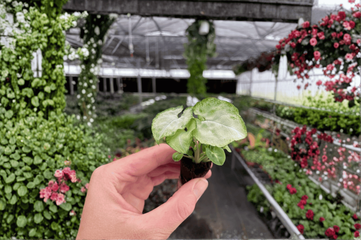 Syngonium Moonshine Starter Plants (2) in Soil Pods | Syngonium podophyllum