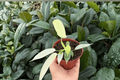 Philodendron Florida Ghost Mint - 2 Bare-Root Live Plants, 4-inch Pot Size