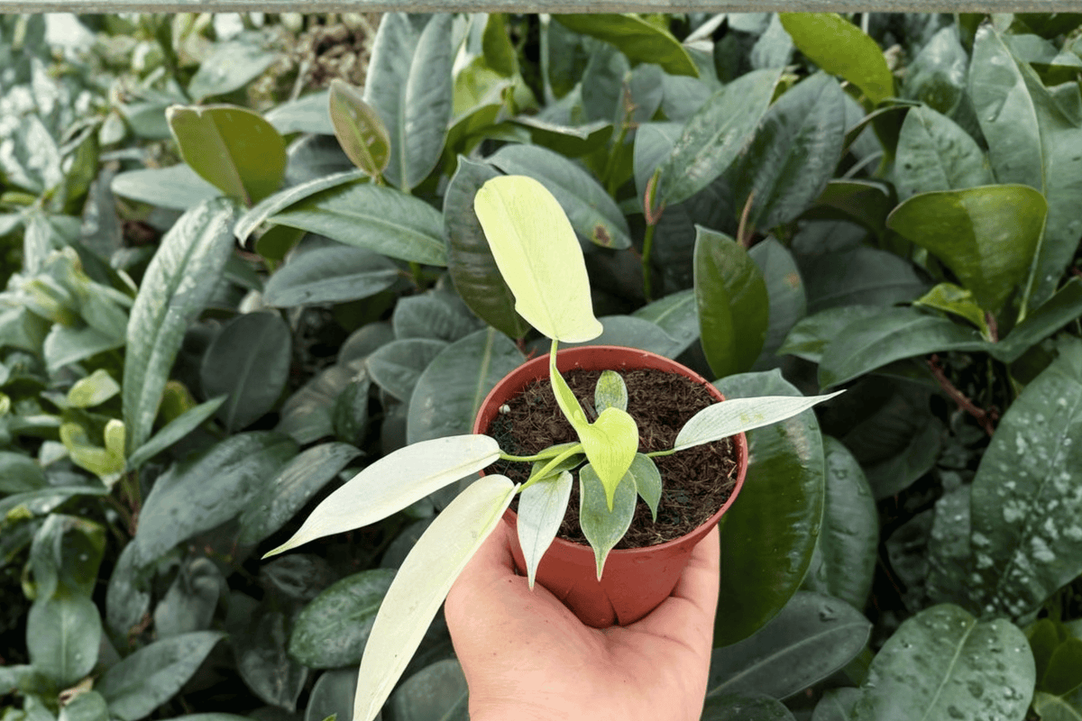Philodendron Florida Ghost Mint - 2 Bare-Root Live Plants, 4-inch Pot Size
