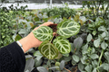Anthurium Dorayaki x MBR Live Plants - 4-Inch Pots (2) Exact