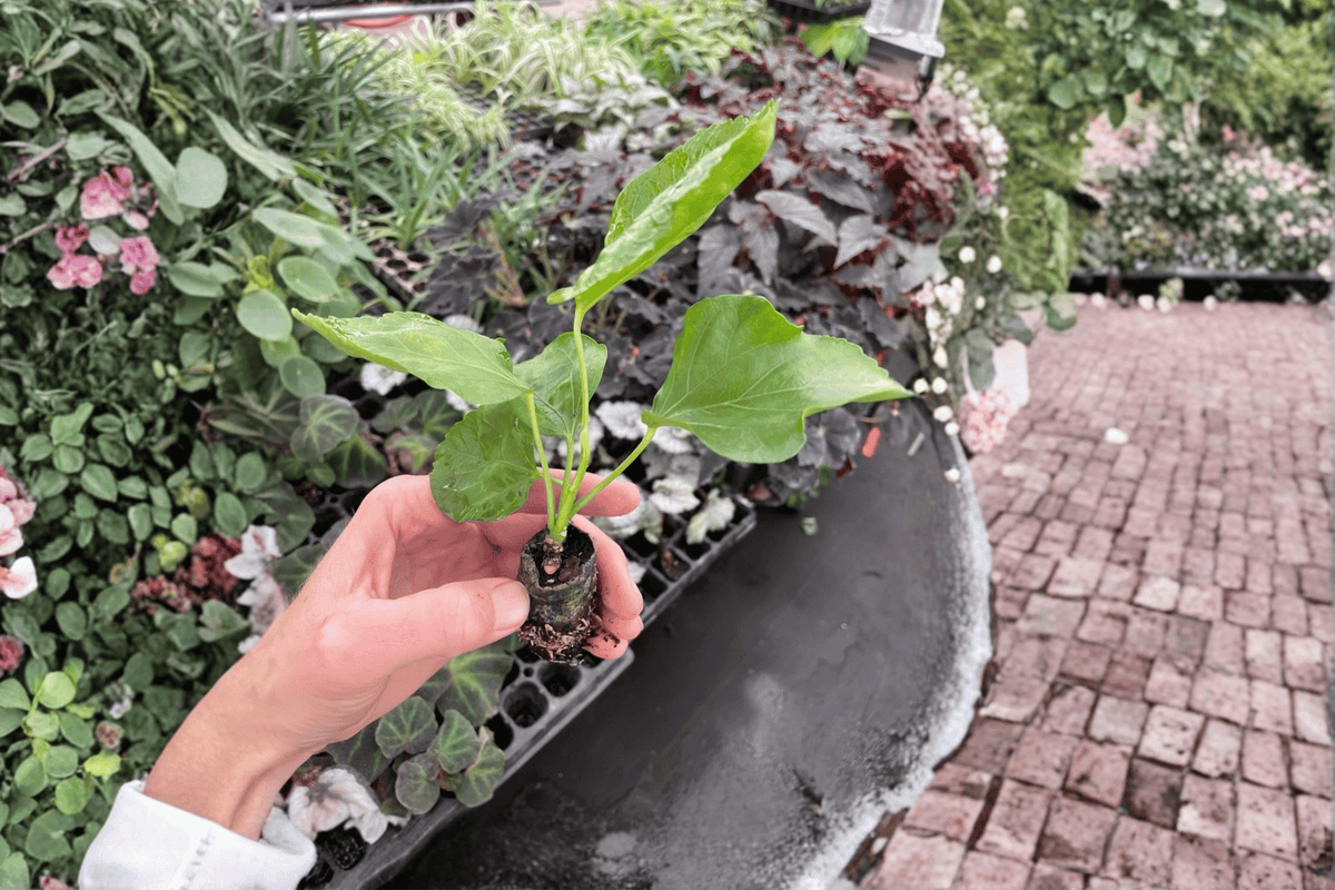 Pink Chiffon Hibiscus Rosa-sinensis Starter Plants | 2 Bare Root Beginnings