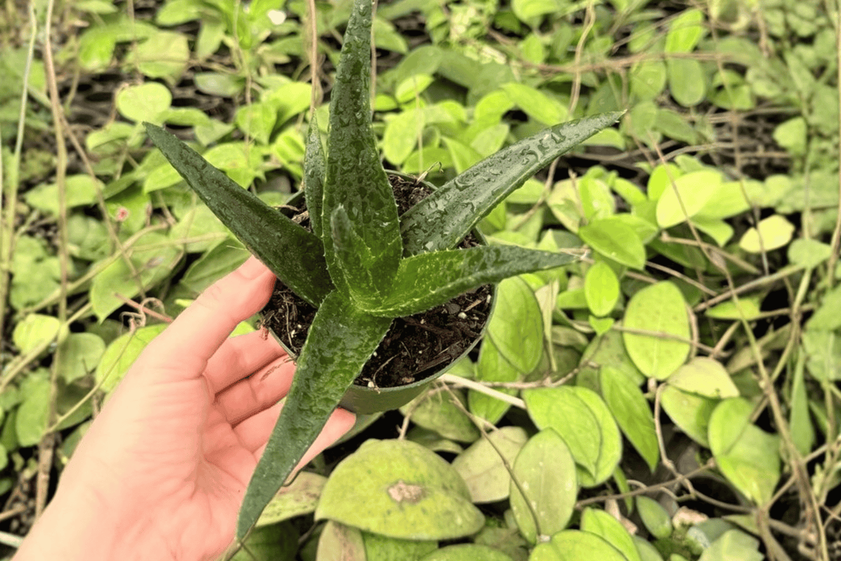 Aloe Black Gem Live Plants – 2-Pack, 4-Inch Pot (Aloe ‘Black Gem’)