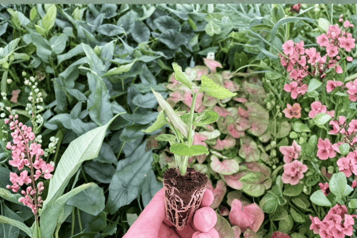 Syngonium Mango Allusion - 2 Live Starter Plants (Bare Root)