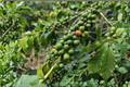 Coffee Arabica Live Plant - 1 Gallon Pot | Coffea arabica Evergreen