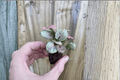 Syngonium Neon Robusta Starter Live Plants - 2 x 2-Inch Starter Plants, Soil Pod Protection