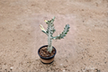 Variegated Trigona Ghost Euphorbia | 4-Inch Potted Live Succulent