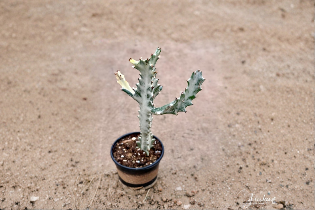 Variegated Trigona Ghost Euphorbia | 4-Inch Potted Live Succulent