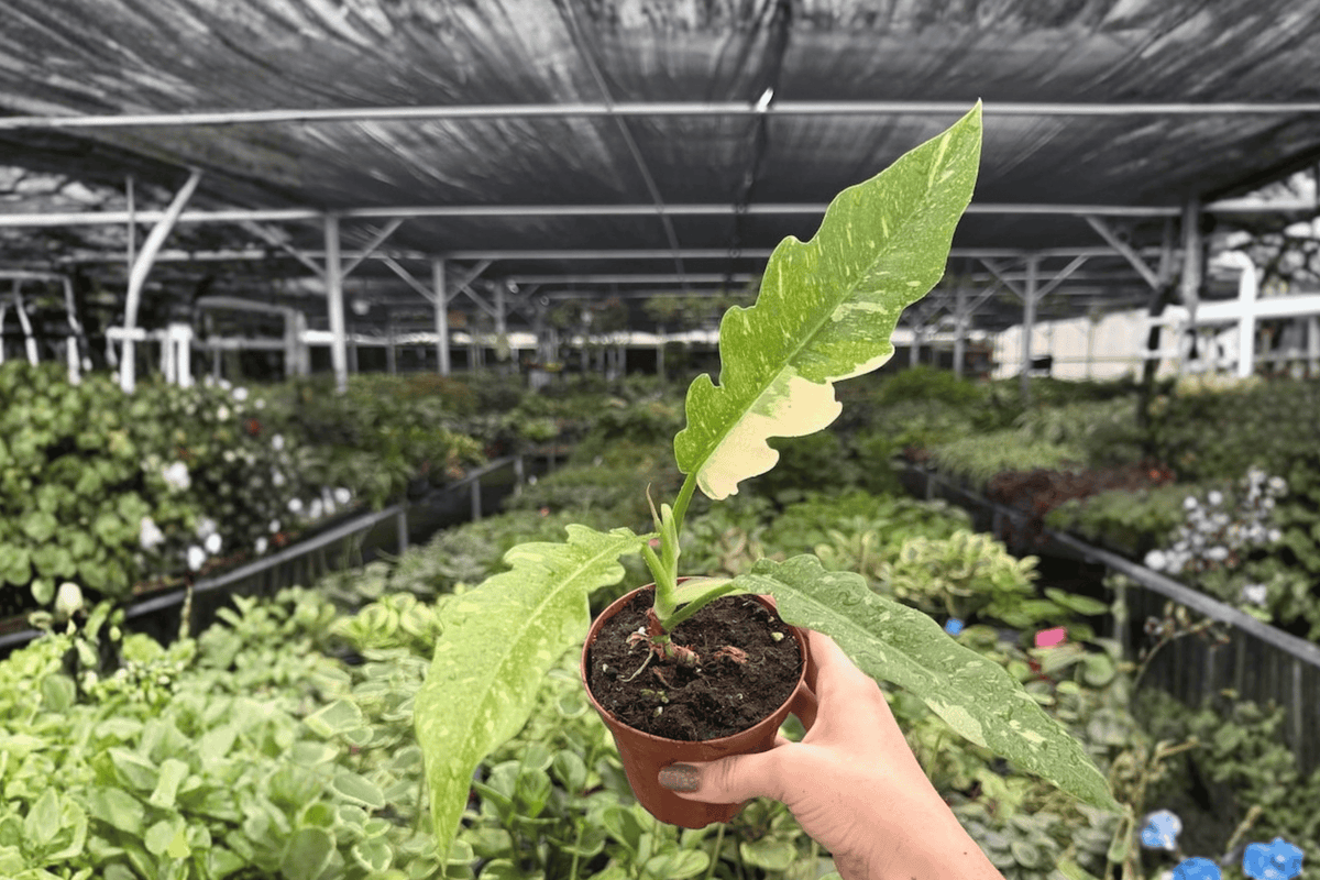 Philodendron Ring of Fire - 2 Live Plants in 4-Inch Pots (Exact Plants)