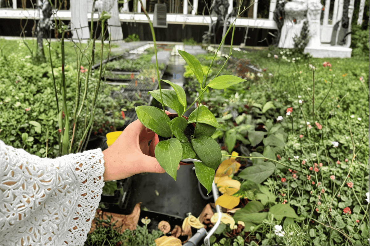 Hoya pottsii Live Plants (2) in 4-Inch Pots – Wax Plant