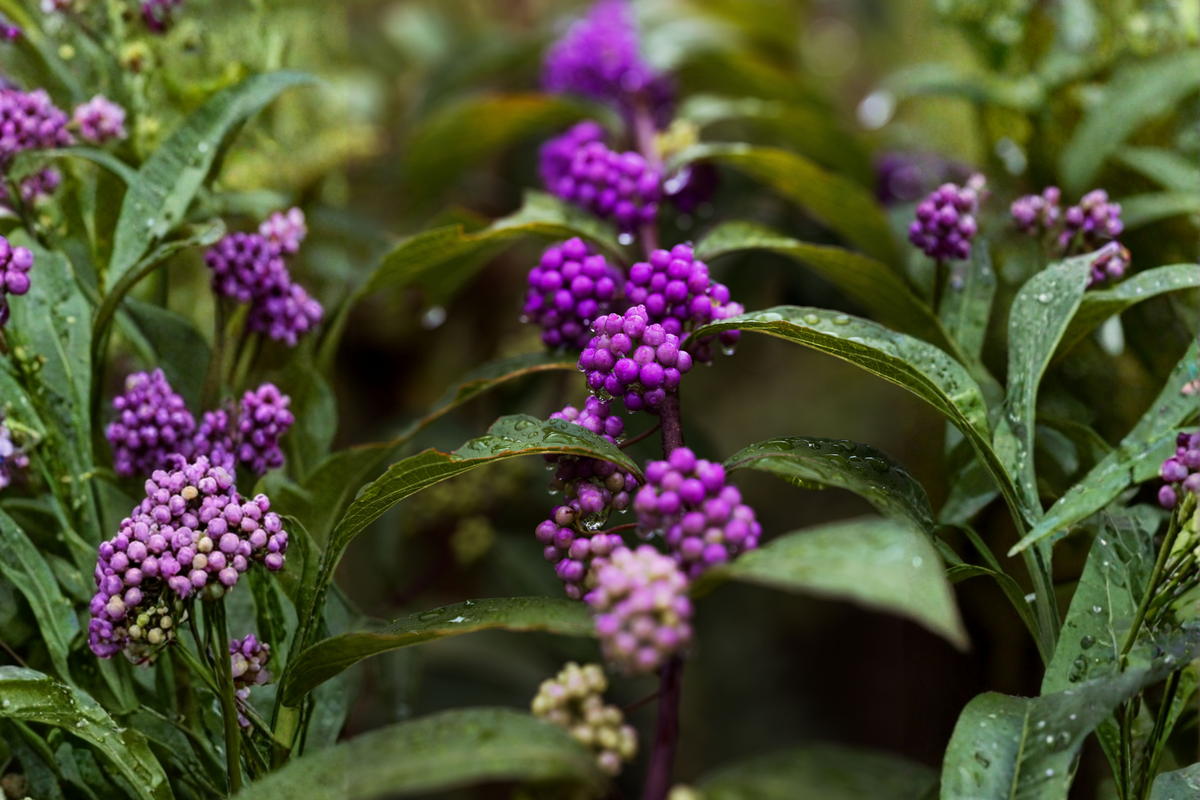 American Beautyberry Live Plant Callicarpa americana - 3.5" Pot