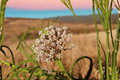 Narrow Leaf Milkweed (Asclepias fascicularis) - 1 Live Plant in 4-Inch Pot