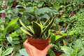Sansevieria Hahnii Lotus – 2 Exact Live Plants in 4-Inch Pots