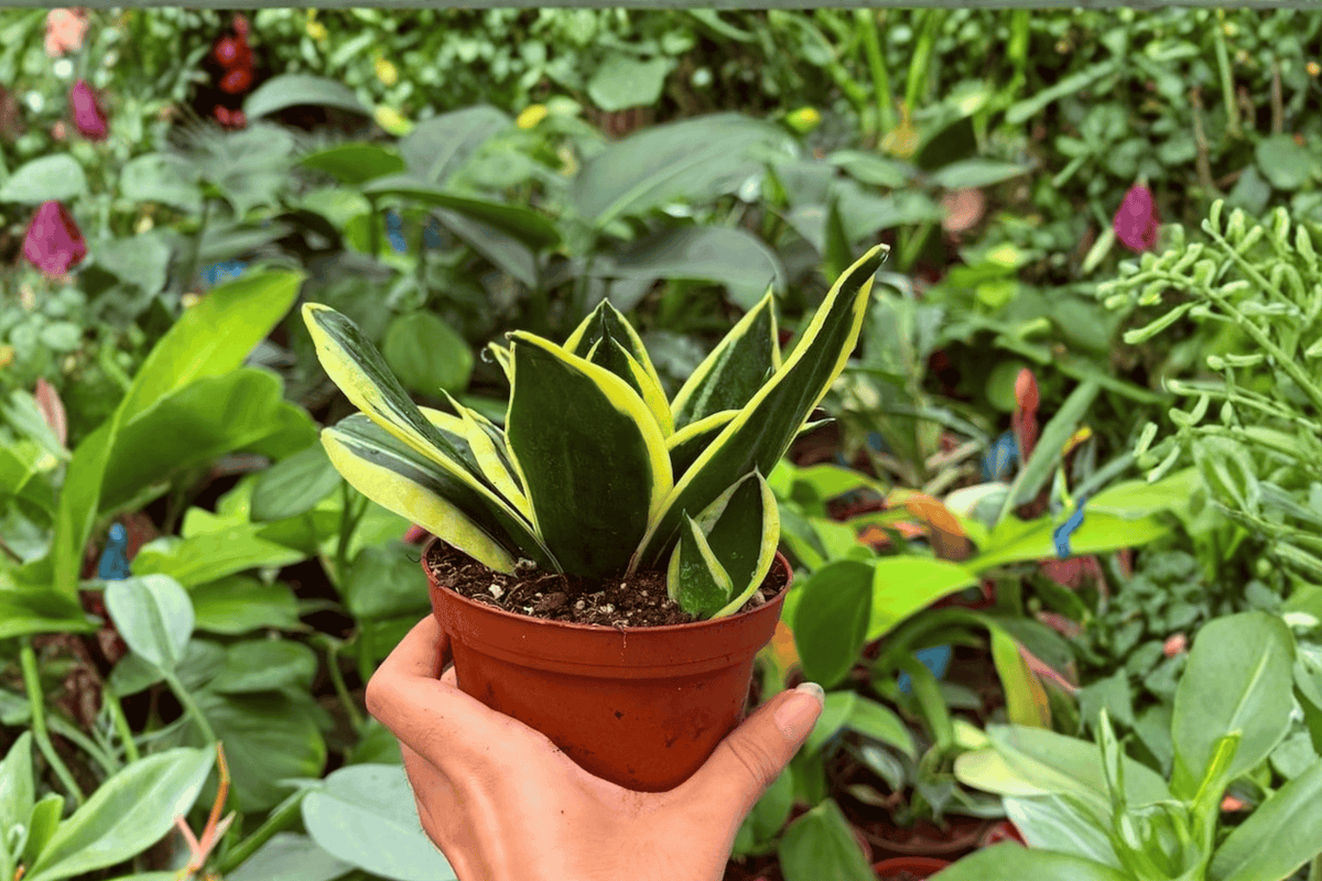 Sansevieria Hahnii Lotus – 2 Exact Live Plants in 4-Inch Pots