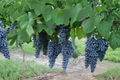 Pinot Noir Grape Vine - 3 Gallon Live Plant (Vitis vinifera)