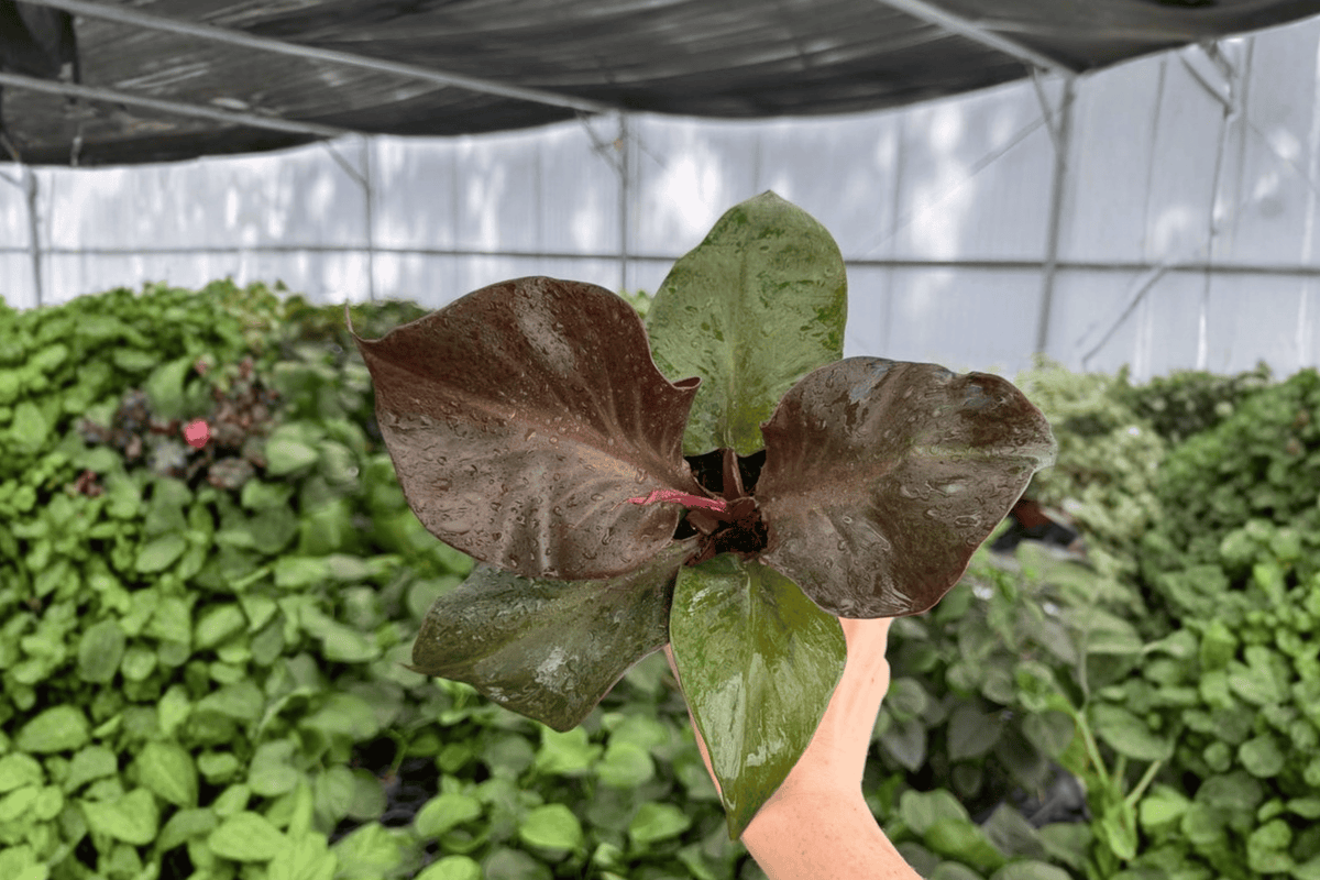Philodendron Red Heart 2 Live Plants in 4-Inch Pots | Red Heart Philodendron