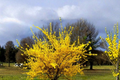 Forsythia Flowering Shrub 2–4 ft Live Plant – Yellow Early Spring Blooms