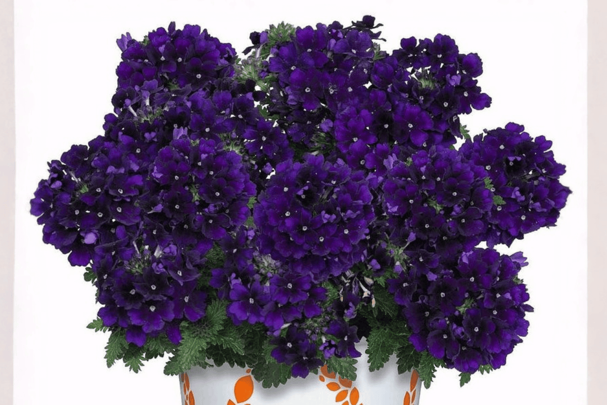 Verbena Empress Flair Violet Blue Live Plant - 4-Inch Pot