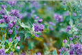 Caryopteris Blue Empire Blue Mist Shrub Live Starter Plants in 1 Qt Pots – 3 Pack