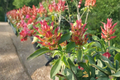 Red Shrimp Plant Justicia brandegeeana — 2 Live Plants, 7–10 Inches Tall