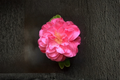 Camellia japonica 'Lady Laura' 1 Gallon Live Plant | Pink Flowering Evergreen Shrub