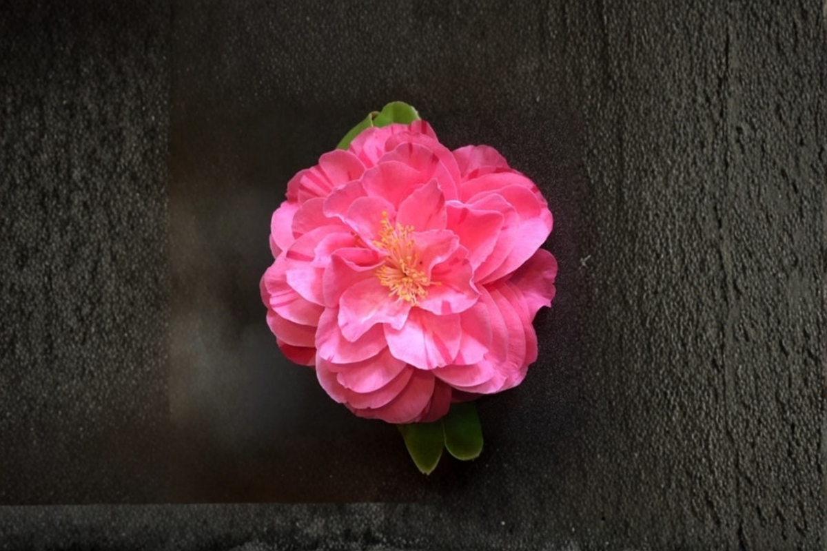 Camellia japonica 'Lady Laura' 1 Gallon Live Plant | Pink Flowering Evergreen Shrub