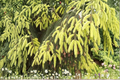 Oriental Spruce Aureospicata – 12in Live Plant in 1 Gallon Pot (Picea orientalis)