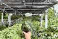 Alocasia Dragon Scale (Alocasia baginda) - 2 Live Plants in 4-Inch Pots