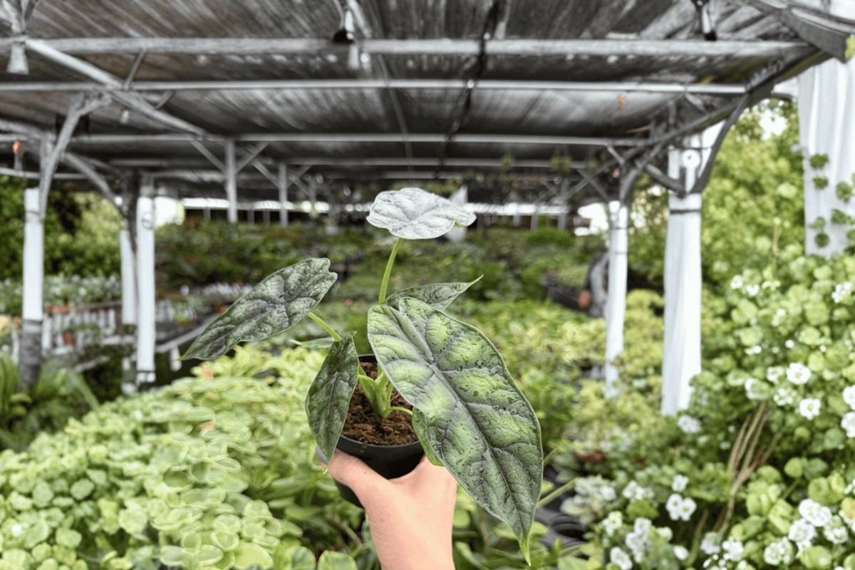 Alocasia Dragon Scale (Alocasia baginda) - 2 Live Plants in 4-Inch Pots