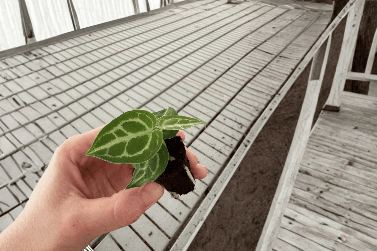 Anthurium Dorayaki × Crystallinum Starter Plants – 2 Live Bare-Root Aroid Hybrids