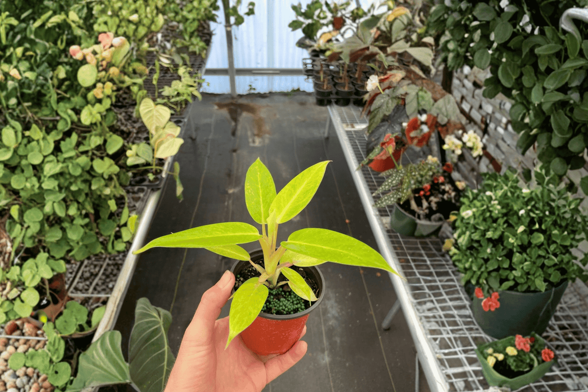 Philodendron Calkins Gold (2 Live Plants) in 4-Inch Pots – Fully Established Roots