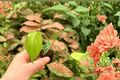 Monstera Deliciosa Bulbasaur - 2 Exact Live Starter Plants