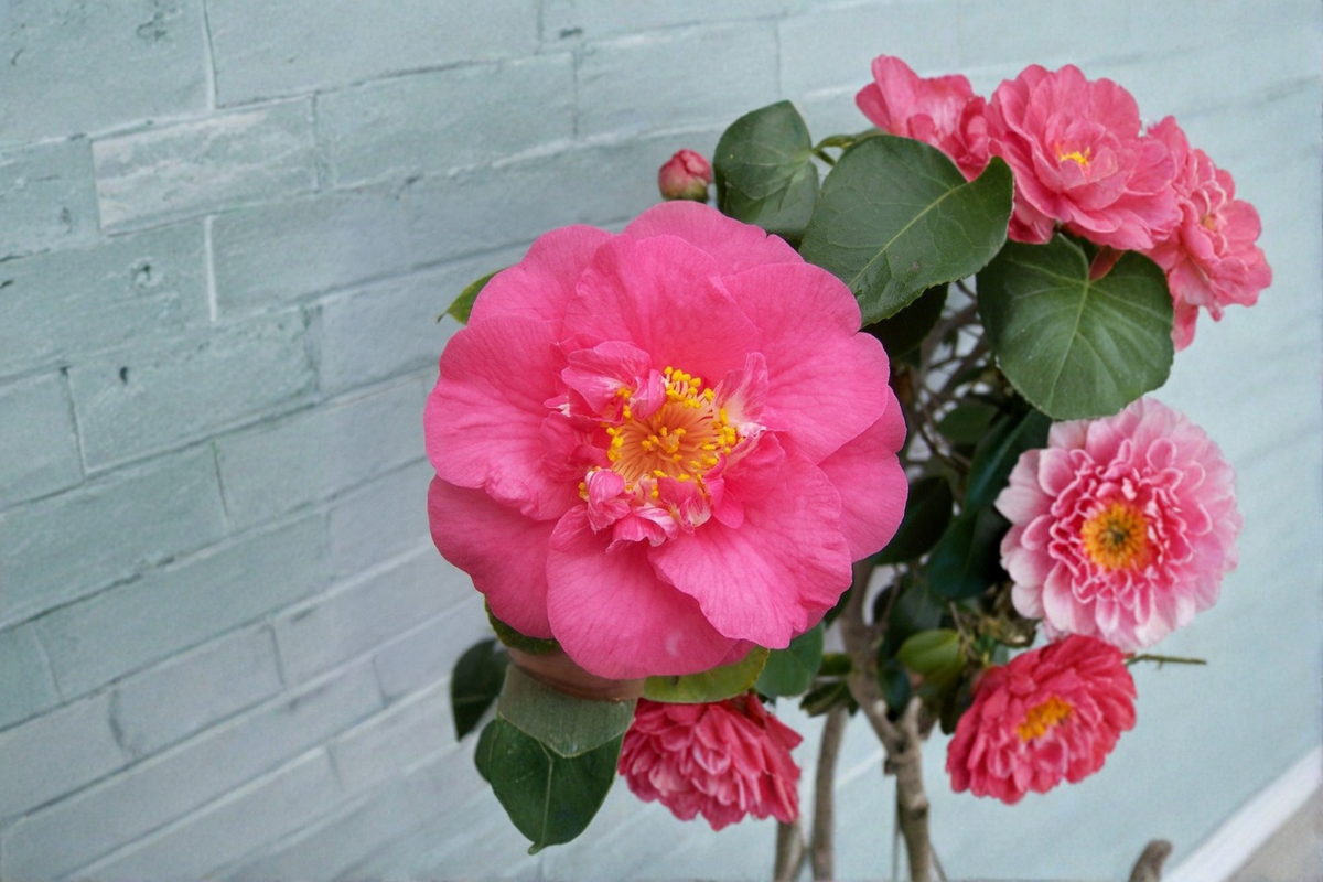 Japanese Camellia 'R.L. Wheeler' Live Plant in 3 Gallon Pot