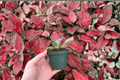Agave Mr. Ripple - 2 Live Starter Plants (2-Inch Nursery Size) | Bare Root
