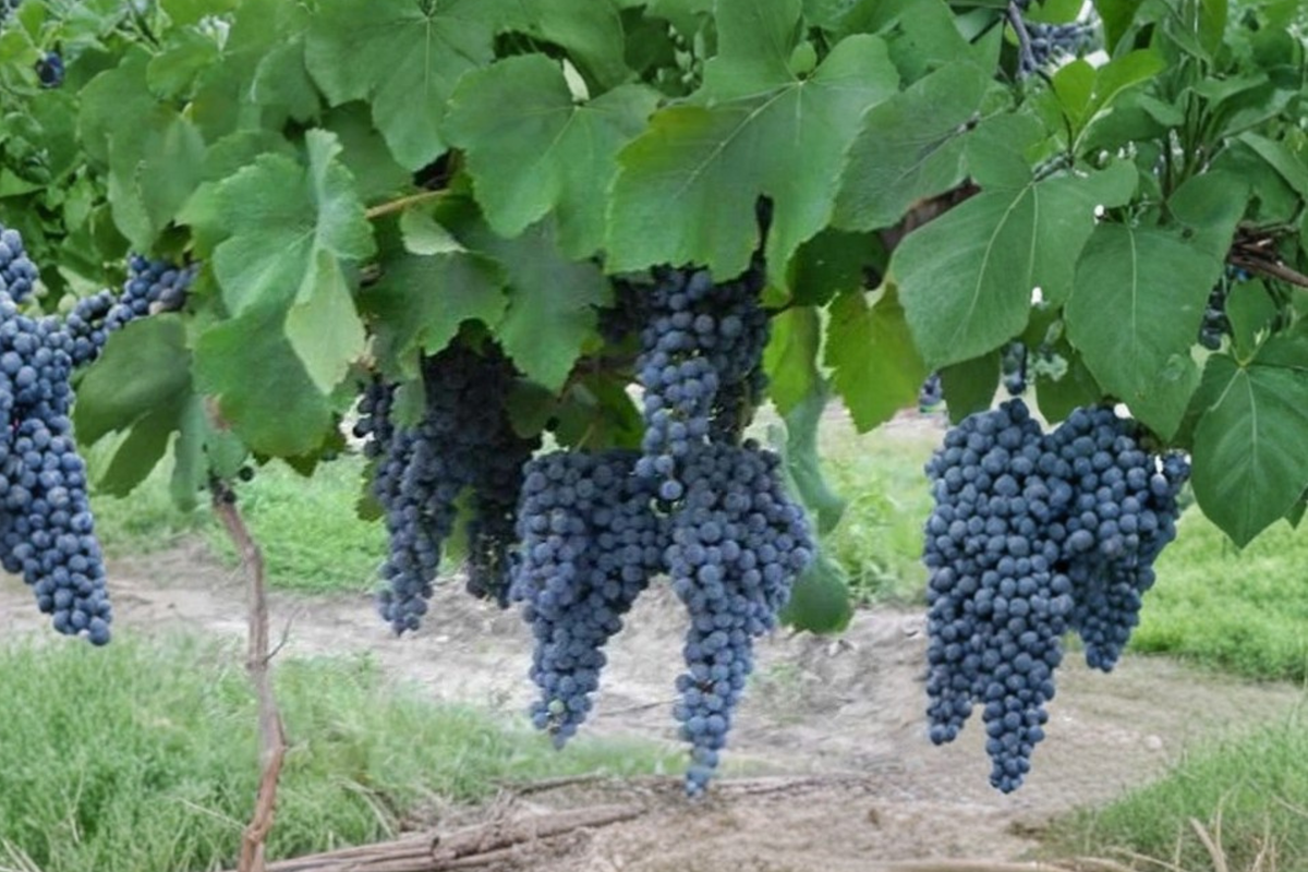 Zinfandel Grape Vine - 3 Gallon Live Vitis vinifera Fruiting Vine for Home Vineyard