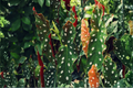 Polka Dot Begonia Maculata Live Well-Rooted Starter Plant – 4–6 Inches Tall