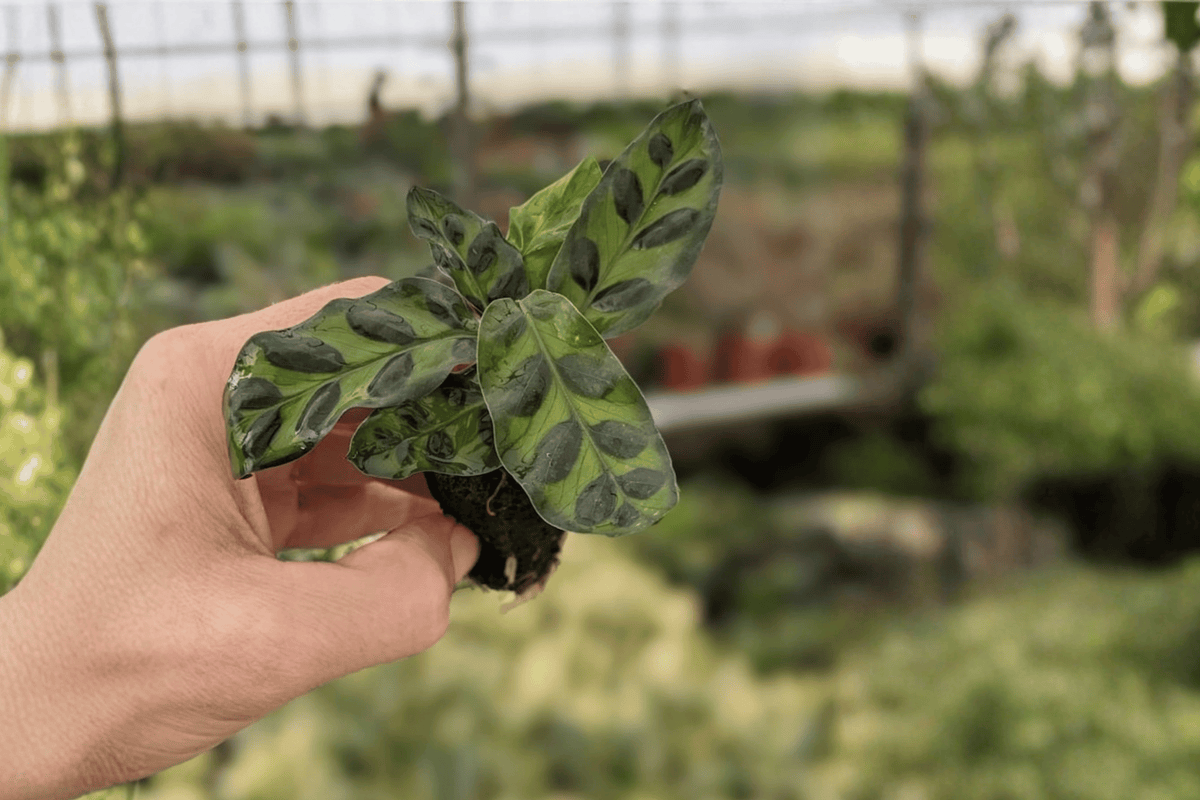 Calathea Lancifolia (Rattlesnake Plant) Starter Plants – Bare Root, 2 Pack