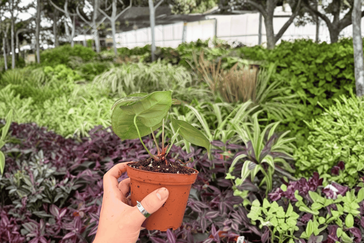 Anthurium Hoffmannii x Green Mamba - 2 Live Plants in 4-Inch Pots