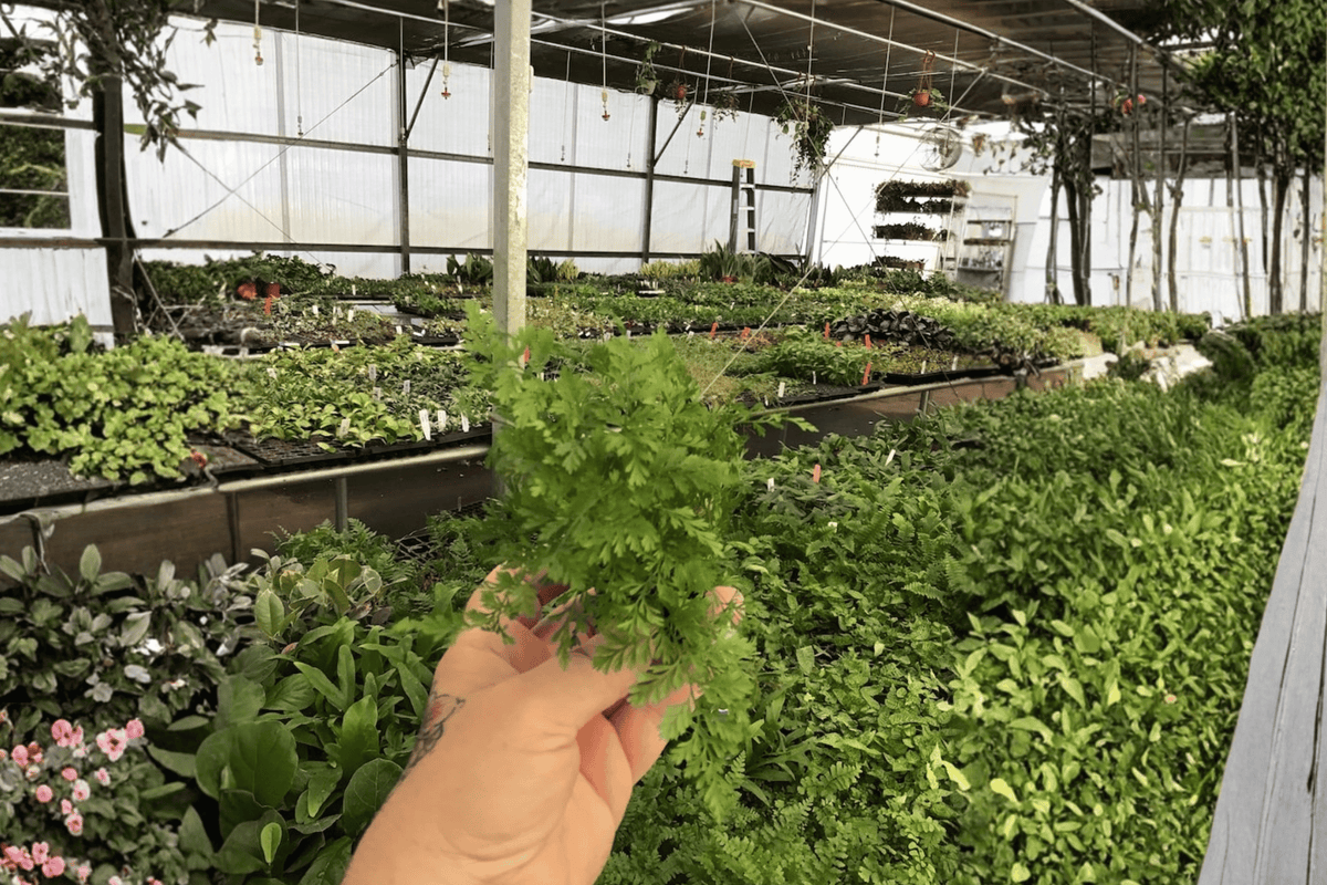 White Rabbit's Foot Fern Starter Plants (Davallia fejeensis) - 2 Bare Root Starter Plants