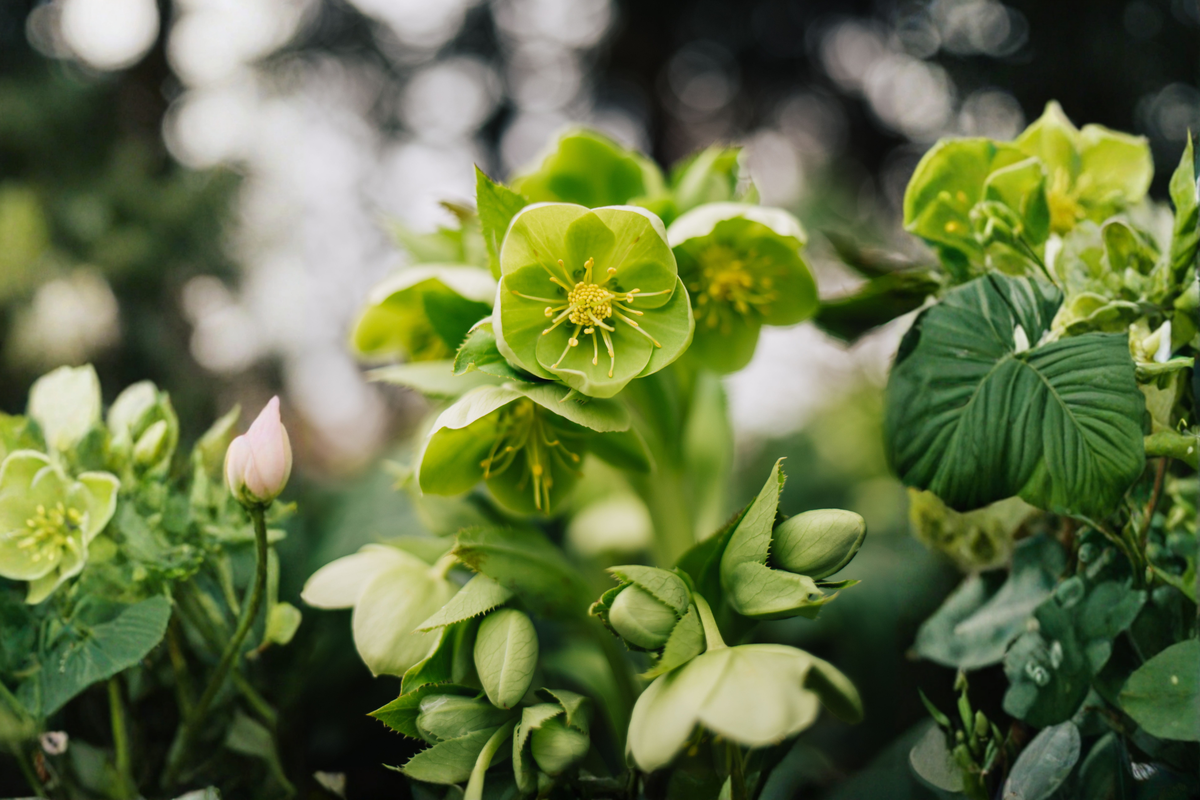 Lenten Rose Live Starter Plant – 3-Inch Pot | Helleborus Perennial