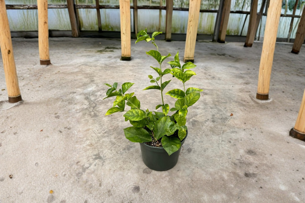 Arabian Sambac Jasmine Live Plant - 6 Inch Pot, White Flowers, Indoor/Outdoor Starter Plant