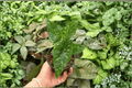 Alocasia 'Shattered Glass' Live Plants — 2 Exact 4-Inch Pots