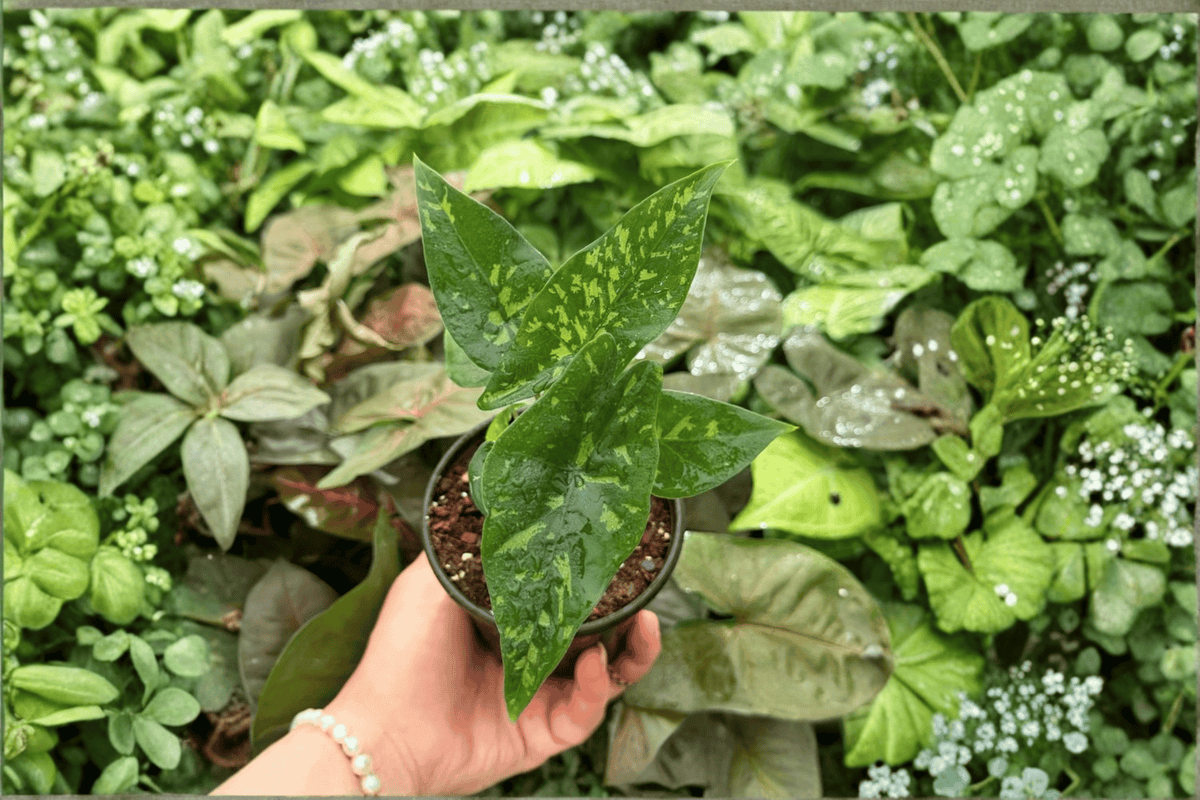 Alocasia 'Shattered Glass' Live Plants — 2 Exact 4-Inch Pots