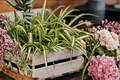Spider Plant Unrooted Cutting – Chlorophytum comosum | 1 Starter Plant