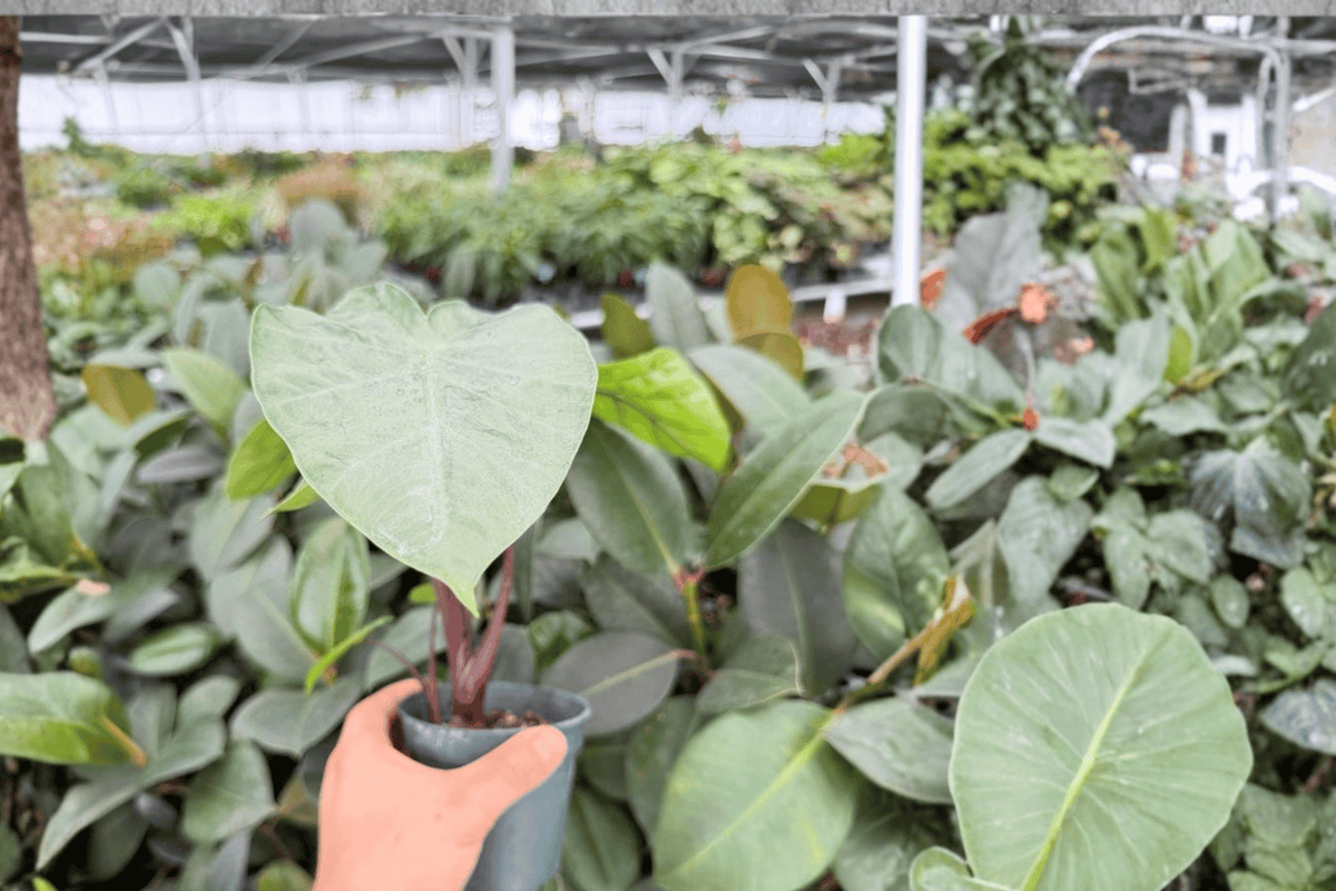 Alocasia Dark Star Live Plants, 2x 4-Inch Pots – Exact Plants