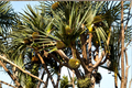 Pandanus amaryllifolius Pandan Plant - 6–8" Live Starter Plant (Lá D?a) No Pot
