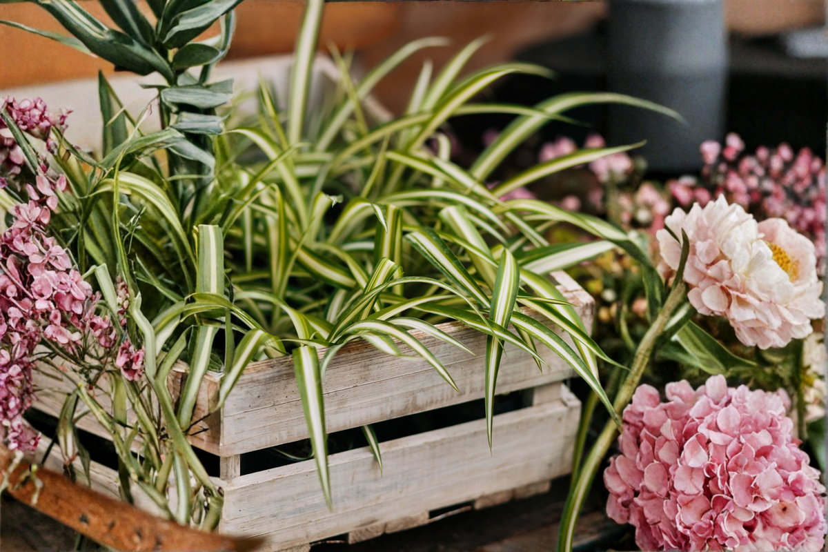 Bonnie Curly Spider Plant (Chlorophytum comosum 'Bonnie') Live in 4-Inch Pot